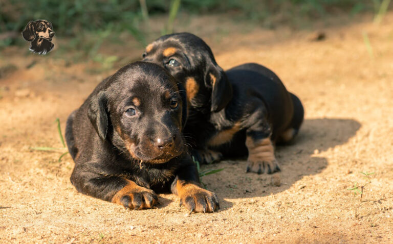 Find Perfect Dachshund Puppy